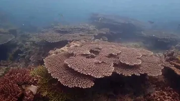 พังงา ระบบนิเวศน์ทางทะเลฟื้นตัว ชายหาดและแนวปะการังฟื้นฟูสวยงาม