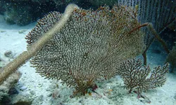 เผยภาพแนวปะการังเกาะยูง หลังปิดการท่องเที่ยวมา 4 ปี โลกใต้น้ำสมบูรณ์เกินคำบรรยาย