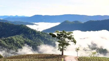 ทะเลหมอกบ้านป่าหวายคีรีราษฎร์ จุดชมวิวลับๆ ในจังหวัดตาก