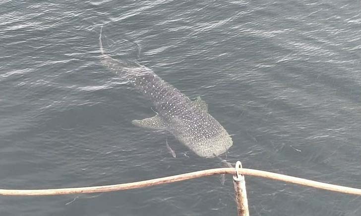ฮือฮา! พบฉลามวาฬโผล่โชว์ตัวใกล้เกาะสีชัง หาชมยากมากในทะเลอ่าวไทย