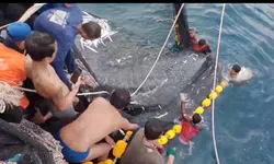 ชาวประมงพบฉลามวาฬยักษ์ใหญ่โผล่กลางทะเลสตูล