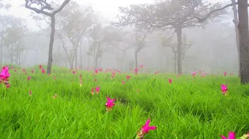 อัปเดตภาพ ทุ่งดอกกระเจียวอุทยานแห่งชาติป่าหินงาม บานแล้วกว่า 20 เปอร์เซ็นต์