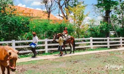 Horse n coffee คาเฟ่ที่เหมือนยกสวนสัตว์ขนาดย่อมมาไว้ในร้าน!