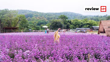 ทุ่งดอกมาร์กาเร็ตไร่กลิ่นเกสร บานสะพรั่งงดงามราวกับเมืองนอก ที่เที่ยวใหม่ของเชียงใหม่!