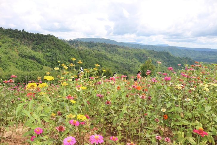 ภูทับสี่ บ้านน้ำจวง จ.พิษณุโลก