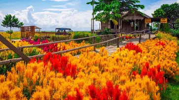 บ้านไร่ท้ายเขื่อน สุพรรณบุรี ชมทุ่งดอกหงอนไก่และดอกดาวกระจายบานสะพรั่งตระการตา