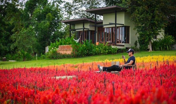 เที่ยว "ทุ่งดอกสร้อยไก่" ที่ภูริปาย อำเภอปาย เก็บภาพดอกไม้สีแดง ท่ามกลางอากาศเย็นสบาย