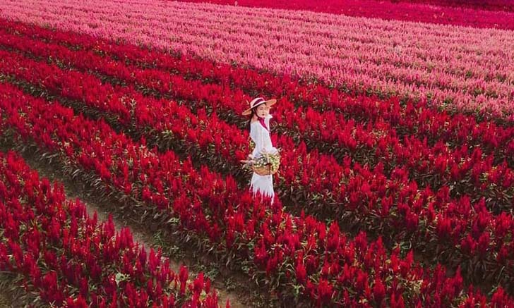 I Love Flower Farm เตรียมเปิดให้เข้าชมทุ่งดอกซีโลเซียสีแดง 31 ต.ค. นี้
