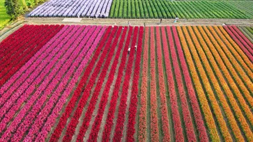 นึกว่าอยู่ญี่ปุ่น! สวนดอกไม้ I Love Flower Farm ทุ่งดอกไม้นานาชนิดสีสันสดใสเหมือนสายรุ้ง