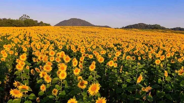 ทุ่งดอกทานตะวันไร่มณีศร แปลงดอกทานตะวันสุดอลังการบานสะพรั่งทอดยาวไปจนสุดภูเขา