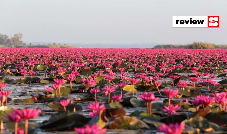 ทะเลบัวแดง มหัศจรรย์แห่งแดนอีสาน บานสะพรั่งรับลมหนาวในช่วงนี้