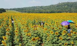 ทุ่งดอกทานตะวันอู่ทอง บานสะพรั่งกว่า 100 ไร่ เข้าชมฟรีไม่มีค่าใช้จ่าย