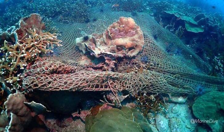 ตะลึงพบจุดดำน้ำลึกแห่งใหม่ใกล้เกาะเสม็ด แหล่งพันธุ์ปะการังเขากวางที่ใหญ่ที่สุดในอ่าวไทย