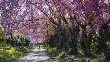 5 จุดชมพญาเสือโคร่ง ซากุระเมืองไทย สีชมพูแห่งฤดูหนาว