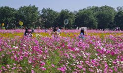 ชมฟรี 1 เดือนเต็ม สวนดอกไม้งานเกษตร 100 ไร่ @ศูนย์ฝึกอบรมและวิจัยทางการเกษตรโคราช