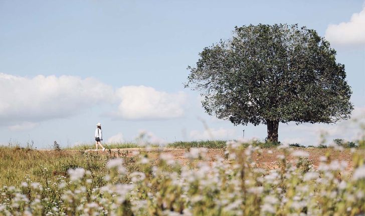 เกาหลีชัดๆ ! ทุ่งกะมัง โลเคชันถ่ายรูปสุดชิคแห่งชัยภูมิ