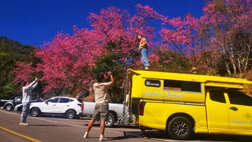 "ดอกนางพญาเสือโคร่ง" บานสะพรั่งแล้ว 80% ที่ศูนย์อนุรักษ์พันธุ์กล้วยไม้รองเท้านารีอินทนนท์