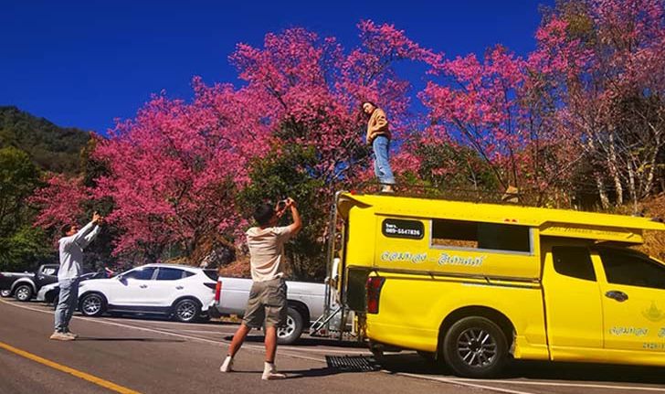 "ดอกนางพญาเสือโคร่ง" บานสะพรั่งแล้ว 80% ที่ศูนย์อนุรักษ์พันธุ์กล้วยไม้รองเท้านารีอินทนนท์