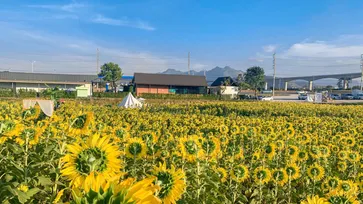 ทุ่งดอกทานตะวัน Little yellow hill บานสะพรั่งสวยงามหลังปั้ม ปตท. มวกเหล็ก