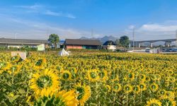 ทุ่งดอกทานตะวัน Little yellow hill บานสะพรั่งสวยงามหลังปั้ม ปตท. มวกเหล็ก