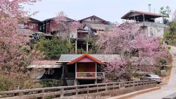 ซากุระบานกลางหมู่บ้านร่องกล้า! ดอกนางพญาเสือโคร่งที่สวยงามที่สุดแห่งหนึ่งของเมืองไทย