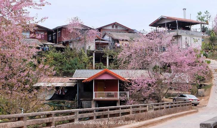 ซากุระบานกลางหมู่บ้านร่องกล้า! ดอกนางพญาเสือโคร่งที่สวยงามที่สุดแห่งหนึ่งของเมืองไทย