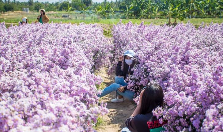 สวนยายสุข พัทยา แหล่งท่องเที่ยวเปิดใหม่ ชมดอกไม้สวยไม่ต้องไปไกลถึงภาคเหนือ