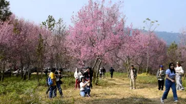 โค้งสุดท้ายชมดอกนางพญาเสือโคร่งบนภูลมโล