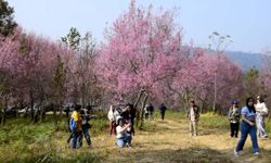 โค้งสุดท้ายชมดอกนางพญาเสือโคร่งบนภูลมโล