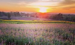 ทุ่งดอกลาเวนเดอร์ใหญ่ที่สุดในไทย ที่วังน้ำเขียวโคราช