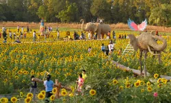 ทุ่งทานตะวัน โคกตาบันตะวันยิ้ม แหล่งท่องเที่ยวเปิดใหม่จังหวัดสุรินทร์