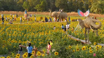 ทุ่งทานตะวัน โคกตาบันตะวันยิ้ม แหล่งท่องเที่ยวเปิดใหม่จังหวัดสุรินทร์