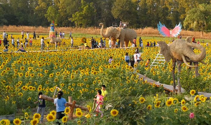 ทุ่งทานตะวัน โคกตาบันตะวันยิ้ม แหล่งท่องเที่ยวเปิดใหม่จังหวัดสุรินทร์