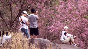 แห่ชมนางพญาเสือโคร่งล็อตสุดท้ายที่โครงการพระราชดำริภูหินร่องกล้า