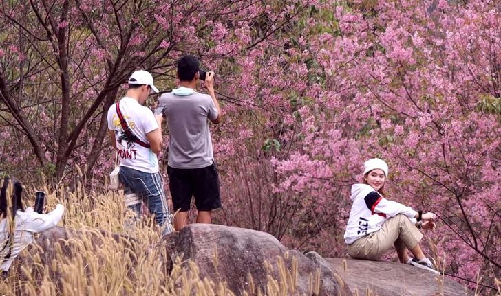 แห่ชมนางพญาเสือโคร่งล็อตสุดท้ายที่โครงการพระราชดำริภูหินร่องกล้า