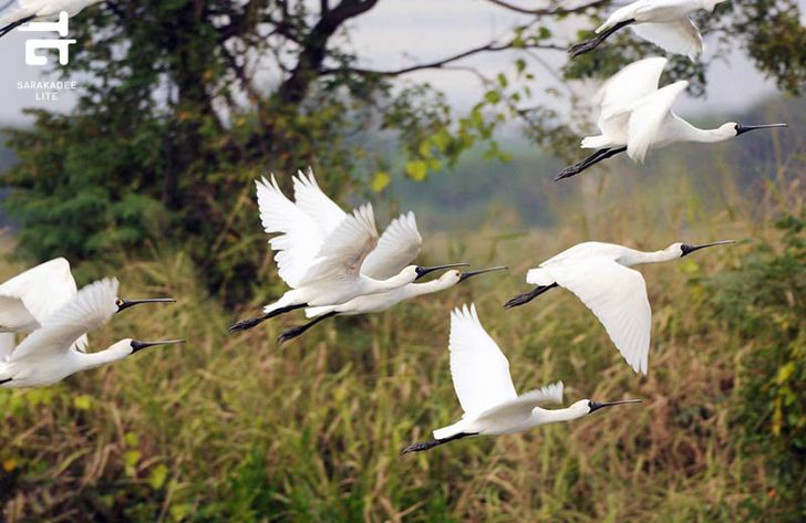 hk-wetland-5