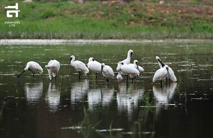 hk-wetland-7