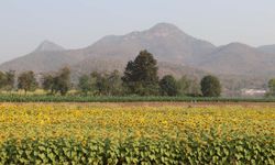 ดอกทานตะวันบานสะพรั่งเหลืออร่ามริมอ่างเก็บน้ำลำตะเพิน สุพรรณบุรี