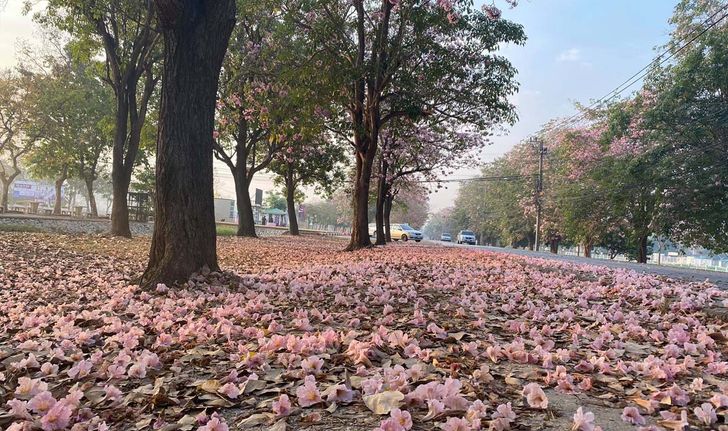 ถนนสีชมพู! ดอกชมพูพันธุ์ทิพย์มหาวิทยาลัยเกษตรศาสตร์ วิทยาเขตกำแพงแสน บานแล้วในปีนี้