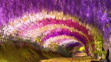 เปิดภาพสุดงดงาม 3 จุดชมดอกวิสทีเรียญี่ปุ่น 2021 ชมได้ช่วง เม.ย. – พ.ค.เท่านั้น
