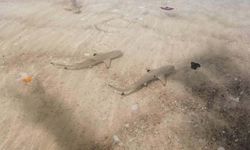 ฝูงฉลามหูดำบุกโชว์ตัวหน้าหาดหาดไม้งาม สะท้อนความสมบูรณ์หลังปิดการท่องเที่ยว