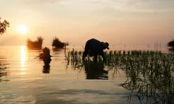 ทำนาในทะเลสาบ วิถีชีวิตหนึ่งเดียวในเมืองไทยของชาวพัทลุง