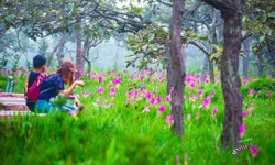 ทุ่งดอกกระเจียวบานแล้ว ความงดงามประจำปีที่อุทยานแห่งชาติป่าหินงาม