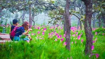 ทุ่งดอกกระเจียวบานแล้ว ความงดงามประจำปีที่อุทยานแห่งชาติป่าหินงาม