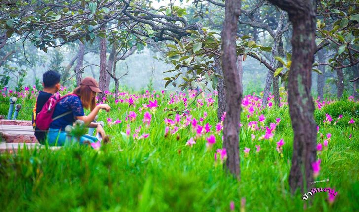 ทุ่งดอกกระเจียวบานแล้ว ความงดงามประจำปีที่อุทยานแห่งชาติป่าหินงาม