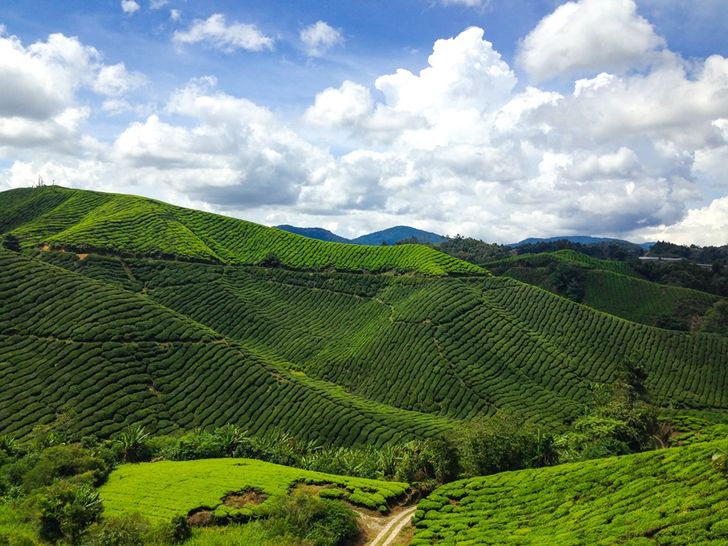 cameronhighlands