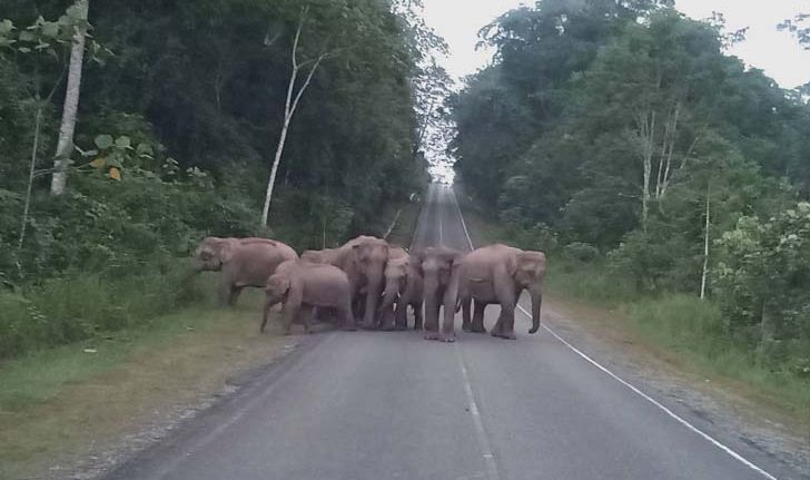 โขลงช้างป่าออกมาอวดโฉมกลางถนนเขาใหญ่ ต้อนรับการกลับมาของนักท่องเที่ยว