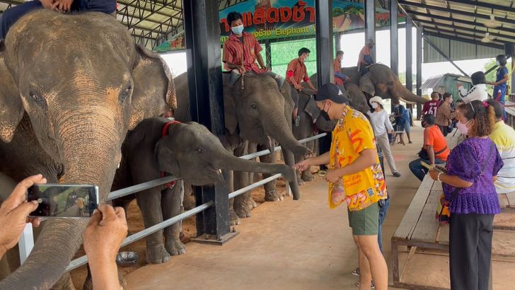 หมู่บ้านช้างเมืองสุรินทร์5