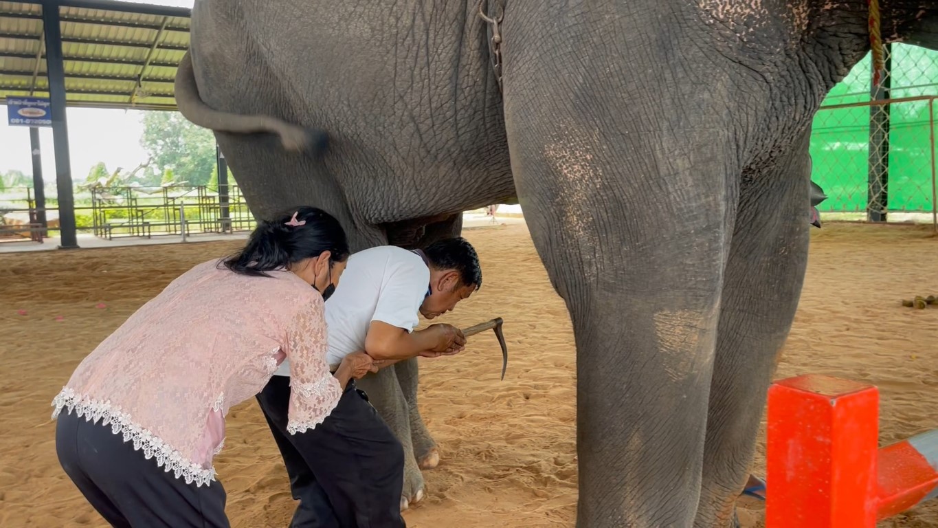 หมู่บ้านช้างเมืองสุรินทร์8