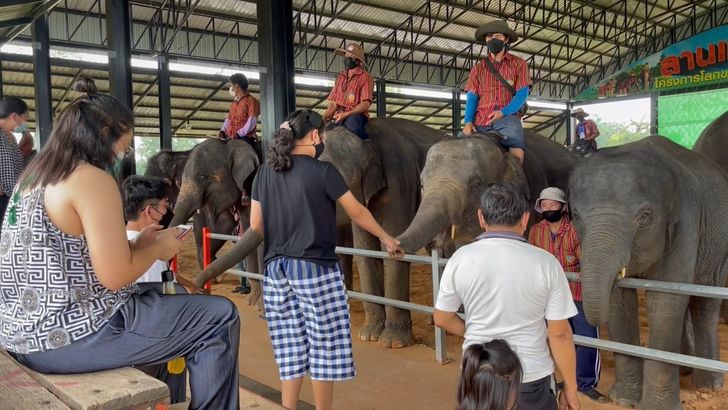 หมู่บ้านช้างเมืองสุรินทร์11